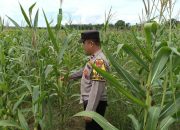 Aipda Saleh Monitoring Lahan Ketahanan Pangan Jagung di Wilayah Polsek Madang Suku I