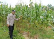 Bripka Bobi Juanda Monitoring Lahan Ketahanan Pangan Tanaman Jagung di Wilayah Polsek Madang Suku I