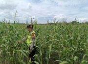 Monitoring Lahan Jagung, Polsek Madang Suku I Dukung Ketahanan Pangan