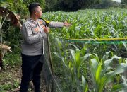 Dukung Ketahanan Pangan Nasional, Polsek Madang Suku I Monitoring Lahan Jagung
