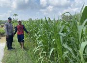 Dukung Program Pemerintah, Polsek Madang Suku I Monitoring Lahan Ketahanan Pangan Jagung