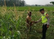 Dukung Program Ketahanan Pangan, Polsek Madang Suku I Monitoring Lahan Jagung