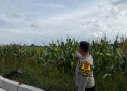 Dukung Program Ketahanan Pangan, Brigadir Suyudi Monitoring Lahan Jagung di Wilayah Polsek Madang Suku I