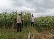 Polsek Madang Suku I Monitoring Lahan Ketahanan Pangan Jagung
