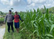 Bhabinkamtibmas Polsek Madang Suku I Monitoring Lahan Ketahanan Pangan Tanaman Jagung