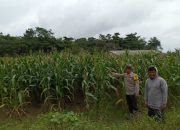 Dukung Ketahanan Pangan, Polsek Madang Suku I Monitoring Lahan Jagung Warga