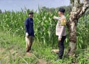 Bhabinkamtibmas Polsek Madang Suku I Monitoring Lahan Ketahanan Pangan Tanaman Jagung