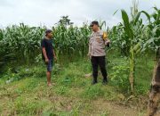 Bripka Bobi Juanda Monitoring Lahan Jagung Program Ketahanan Pangan di Madang Suku I