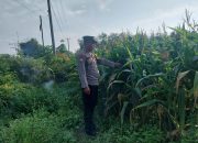 Polsek Madang Suku I Monitoring Lahan Jagung Dukung Ketahanan Pangan Nasional