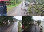 Pohon Tumbang di Jalan Raya Gumawang–Rasuan Sempat Hambat Arus Lalu Lintas, Polsek MDS I Gerak Cepat Amankan Lokasi