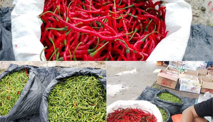 Harga Cabai di Pasar Mendayun Anjlok, Pedagang Keluhkan Dampak Musim Hujan