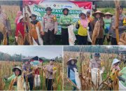Polsek Madang Suku I Gelar Panen Jagung di Desa Lubuk Harjo, Dukung Ketahanan Pangan Nasional