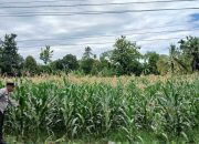 Dukung Program Nasional, Kanit Patroli Pantau Lahan Jagung