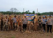 Panen Jagung Kuartal I 2026, Polsek Buay Pemuka Peliung Perkuat Ketahanan Pangan di OKU Timur
