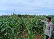 Kanit Binmas Polsek BP Peliung Pantau Lahan Jagung di Desa Pulau Negara