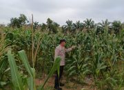 Dukung Ketahanan Pangan Nasional, Polsek Madang Suku I Monitoring Lahan Jagung