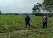 Dukung Ketahanan Pangan Nasional, Polsek Madang Suku I Monitoring Lahan Jagung di Desa Bangsa Negara