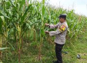 Dukung Ketahanan Pangan Nasional, Bripka Bobi Juanda Monitoring Lahan Jagung Warga