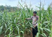 Dukung Program Ketahanan Pangan Nasional, Kanit Binmas Polsek BP Peliung Rutin Pantau Pertumbuhan Jagung