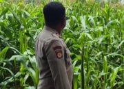 Dukung Program Ketahanan Pangan Nasional, Bhabinkamtibmas Polsek BP Peliung Rutin Pantau Pertumbuhan Jagung