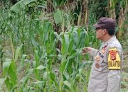 Polsek BP Peliung Dorong Ketahanan Pangan Lewat Budidaya Jagung