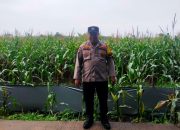 Bhabinkamtibmas Polsek BP Peliung Pantau Lahan Jagung Warga di Desa Pulau Negara