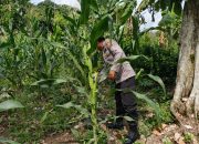 Aipda Dedi Pantau Lahan Jagung, Polsek BP Peliung Perkuat Ketahanan Pangan