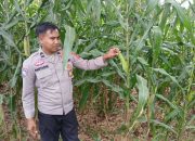 Polsek BP Peliung Aktif Dampingi Petani Jagung Trantang Sakti
