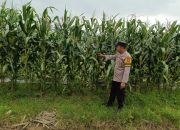 Dukung Ketahanan Pangan Nasional, Polsek Madang Suku I Pantau Lahan Jagung Warga