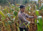 Dukung Ketahanan Pangan, Kanit Bimas Polsek BP Peliung Pantau Pertumbuhan Jagung