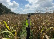 Bhabinkamtibmas Polsek BP Peliung Pantau Pertumbuhan Jagung di Desa Banu Ayu