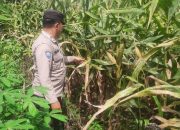 Bhabinkamtibmas Polsek BP Peliung Pantau Pertumbuhan Jagung di Desa Bantan