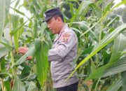 Kasium Polsek BP Peliung Pantau Pertumbuhan Jagung di Desa Banu Ayu