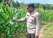 Polsek BP Peliung Kawal Ketahanan Pangan Desa Pulau Negara