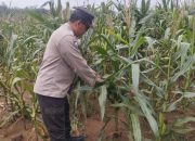 Aipda Hariyadi Tinjau Lahan Jagung di Desa Bantan Pelita