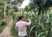 Bhabinkamtibmas Polsek BP Peliung Rutin Pantau Tanaman Jagung, Dukung Ketahanan Pangan Nasional