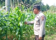 Kanit Patroli Polsek BP Peliung Rutin Pantau Pertumbuhan Jagung Dukung Ketahanan Pangan Nasional