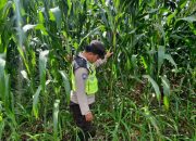 Bhabinkamtibmas Polsek BP Peliung Rutin Pantau Lahan Jagung Dukung Ketahanan Pangan Nasional