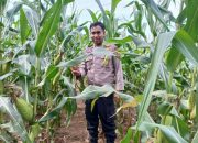 Kanit Binmas Polsek BP Dukung Program Nasional, Kanit Binmas BP Peliung Rutin Cek Lahan Jagung