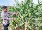 Pantau Lahan Produktif, Kanit Bimas BP Peliung Dampingi Petani Jagung