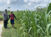 Dukung Ketahanan Pangan, Briptu Ari Saputra Monitoring Lahan Jagung Warga