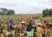 Polsek Madang Suku I Panen Jagung di Desa Tugu Mulyo, Dukung Ketahanan Pangan Nasional