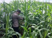 Kanit Binmas Polsek BP Peliung Pantau Perkembangan Jagung di Desa Bantan Pelita