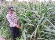 Kanit Binmas Polsek BP Peliung Pantau Pertumbuhan Jagung di Desa Bandar Jaya