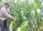 Pantau Jagung di Desa Bantan, Polsek BP Peliung Perkuat Ketahanan Pangan