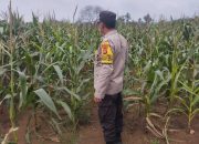 Bhabinkamtibmas Polsek BP Peliung Rutin Pantau Pertumbuhan Jagung Dukung Ketahanan Pangan