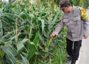 Bhabinkamtibmas Polsek BP Peliung Rutin Pantau Pertumbuhan Jagung di Desa Bantan Pelita