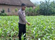Kanit Bimas Polsek BP Peliung Pantau Perkembangan Jagung Dukung Ketahanan Pangan