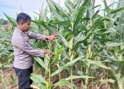 Polsek BP Peliung Aktif Pantau Jagung Demi Ketahanan Pangan