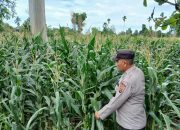 Dukung Ketahanan Pangan, Kanit Patroli Cek Lahan Jagung